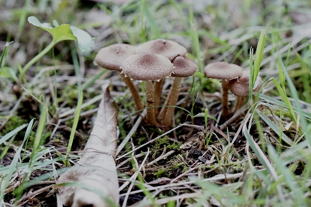 itatitake297m.jpg