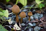 mujinatake142_s.jpg