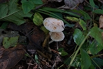 akebonootomenokasa016_s.jpg