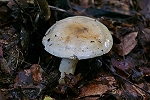 akebonosakurasimeji116m_s.jpg
