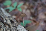 futidoribenihidatake357_s.jpg