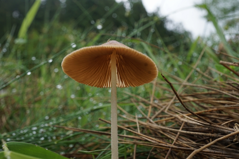 kikogasatake022.jpg