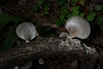 usuhiratake519_s.jpg