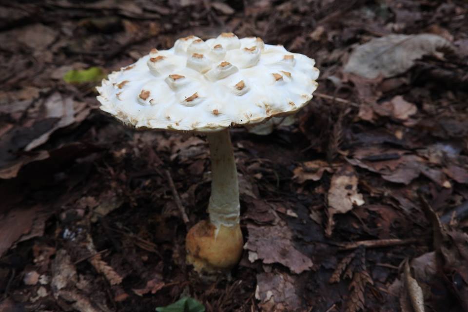 kosiroonitake0907.jpg