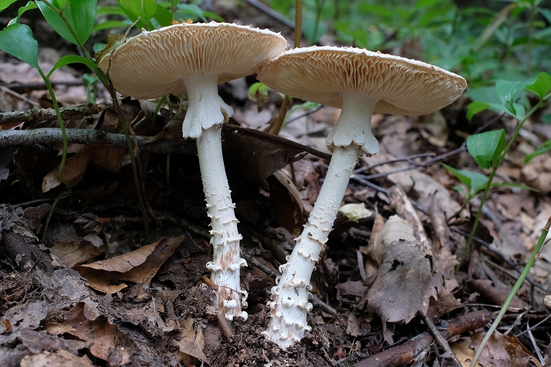 sasakuresiroonitake236.jpg