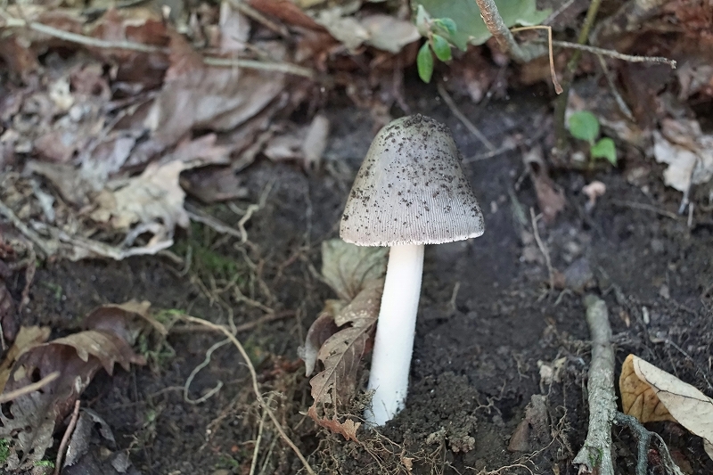 turutake045m.jpg
