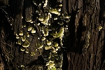 himesiroamitake430_s.jpg