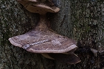 kanbatake128_s.jpg