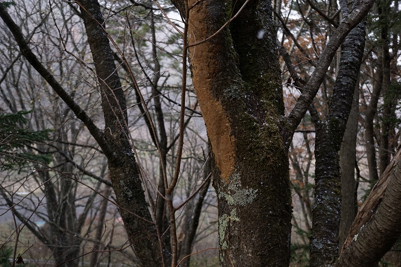 matunokawasiwatake140.jpg