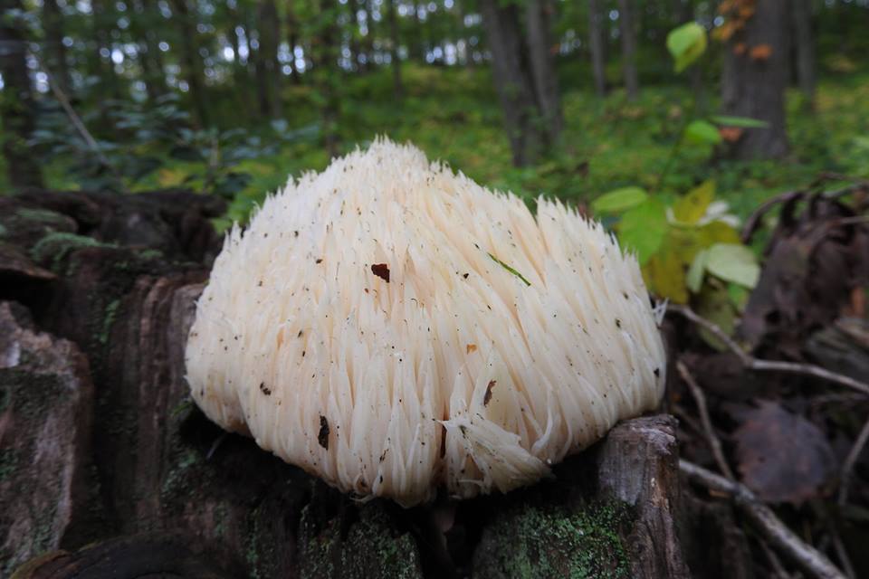 yamabusitake1014.jpg
