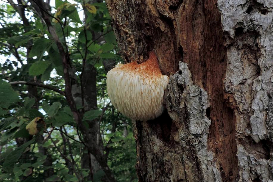 yamabusitake_turumi002.jpg