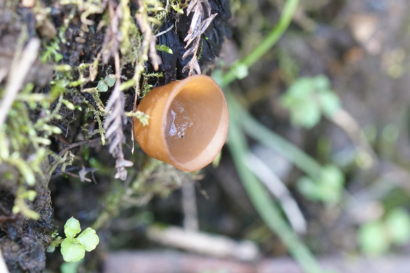 anemonetamatyawantake077.jpg