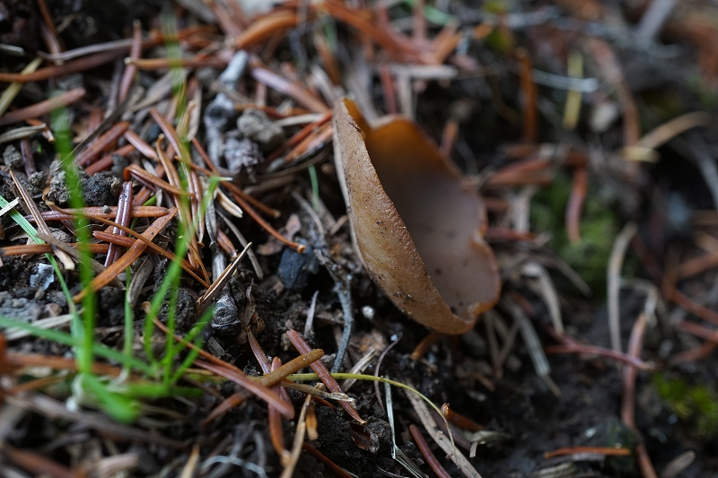 kuriirotyawantake080.jpg