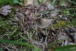 kuroasibosonoboriryutake282_s.jpg