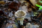 kurorappatake056m_s.jpg