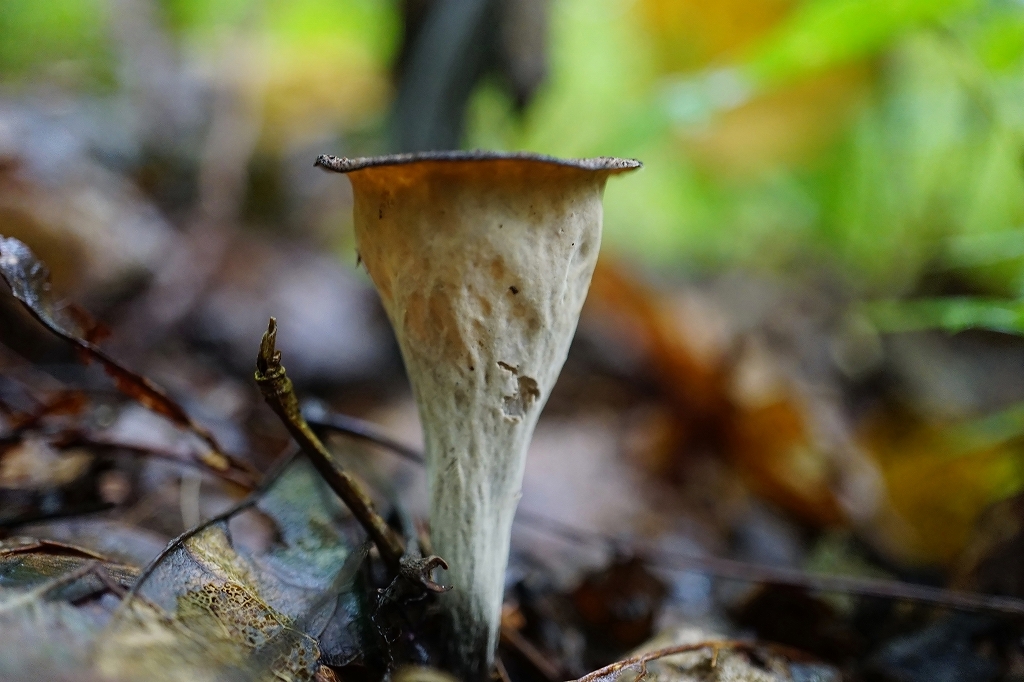 kurorappatake090m.jpg