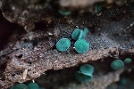 rokusyougusarekin032m_s.jpg