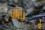sanagitake438_s.jpg