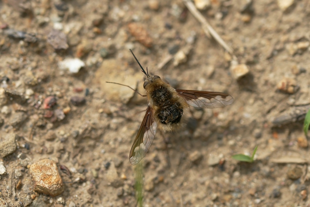 biroudoturiabu080m.jpg