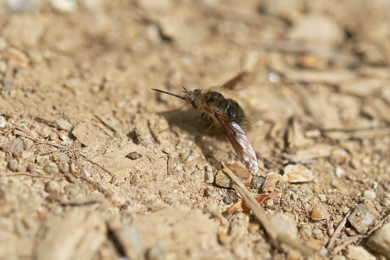 biroudoturiabu098m.jpg