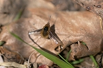biroudoturiabu271m_s.jpg