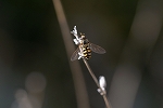 futahosihirataabu054m_s.jpg