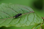 harabiromizuabu127_s.jpg