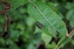 herihirataabu123_s.jpg