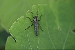 hisamatumusihiki363_s.jpg