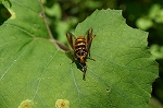 jyouzannagahanaabu083m_s.jpg