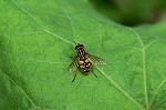 kiberiasibutohanaabu058m_s.jpg