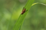 kiniroabu195_s.jpg
