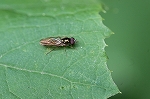 kisunekurohanaabu041m_s.jpg