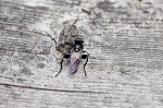 kuroharanagahanaabu104m_s.jpg