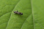 namiruriiroharanagahanaabu081m_s.jpg