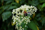 nitobebekkouhanaabu039_s.jpg