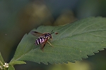 sapporohigenagahanaabu348m_s.jpg