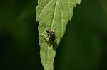 sedakakogasiraabu092m_s.jpg