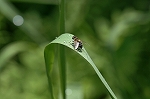 surusumisimahanaabu081m_s.jpg