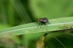 daimyouhiratahanabae074m_s.jpg