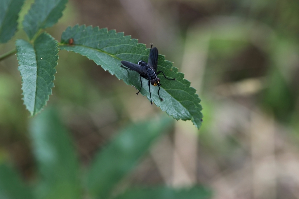 kurohigenagahanabae054m.jpg