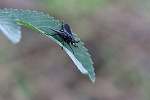 kurohigenagahanabae060m_s.jpg