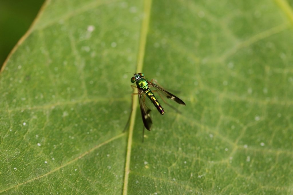 madaraasinagabae0060m.jpg
