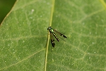 madaraasinagabae0060m_s.jpg