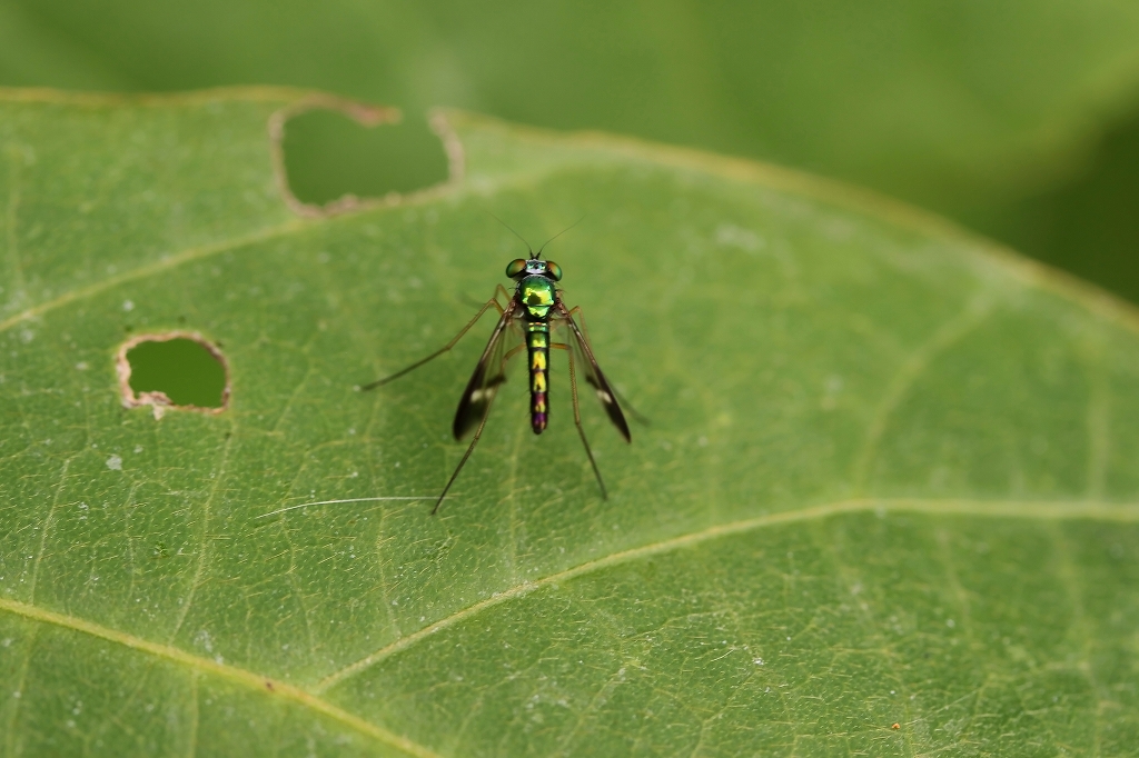 madaraasinagabae0088m.jpg
