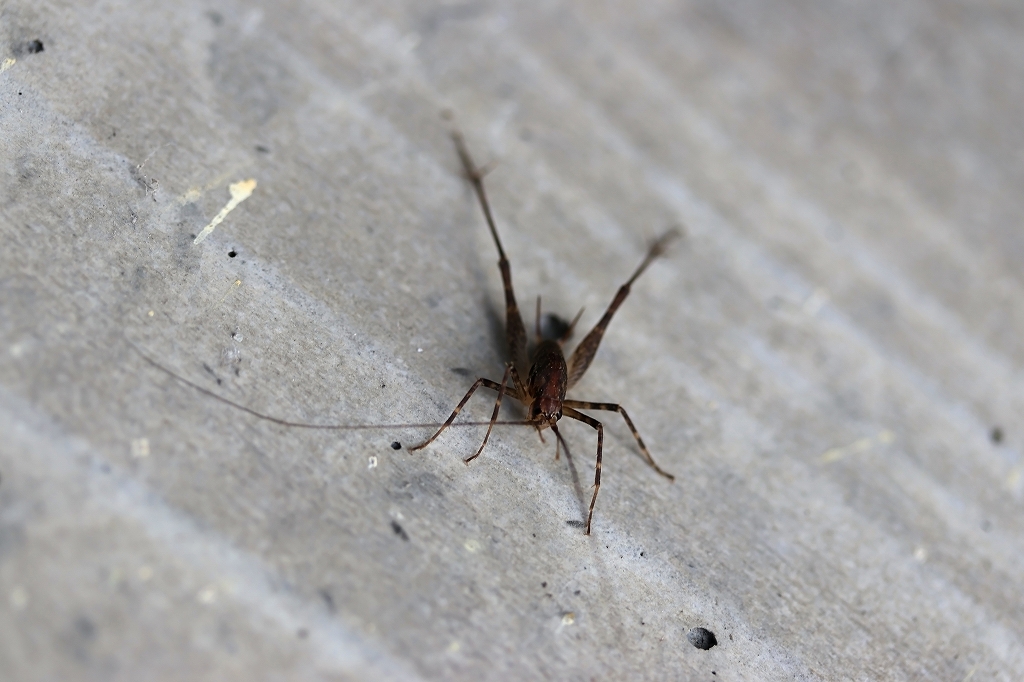hayasiuma031m.jpg