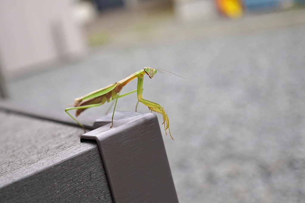 ookamakiri029m.jpg