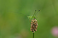 asigurotuyumusi069_s.jpg