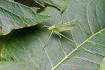 ezotuyumusi088m_s.jpg