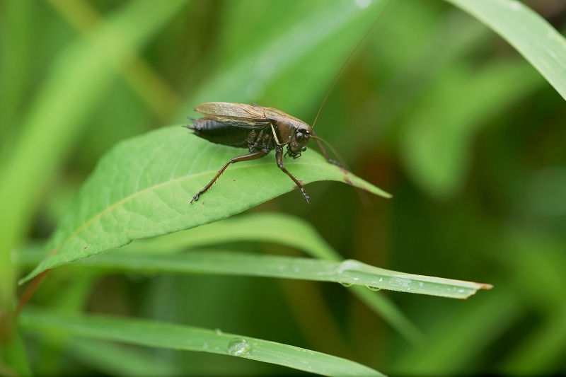 himegisu080m.jpg
